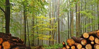 Investicija v prihodnost: Kotel na drva Seltron UKP SMART